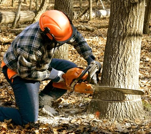 Tree Removal in Bear Creek, NC